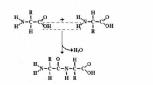  Зарисуйте приведенную схему превращения и обведите квадратиком пептидную связь. Молекулы каких исхо