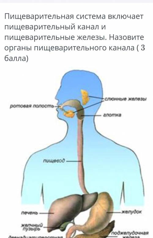 Варианты ответа печенькишечникжелудокротовая полостьслюнные железынадо выбрать 3 ответа ​