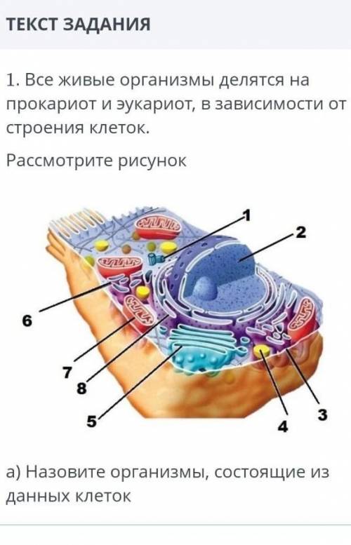 все живые организмы делятся на прокариот и эукариот в зависимости от строения клеток. Рассмотрите ри