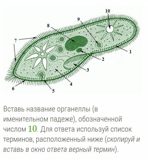 Вставь название органеллы (в именительном падеже), обозначенной числом 10. Для ответа используй спис