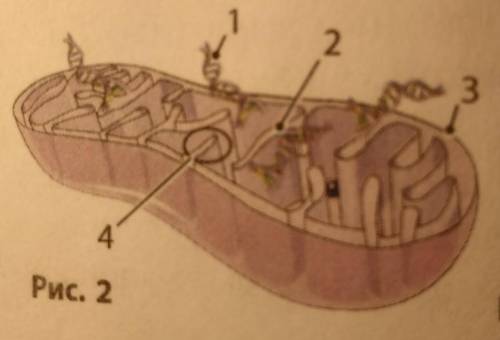 7 Внутренняя мембрана на рис. 2 обозначена цифрой:а) 1б) 2в) 3г) 4​
