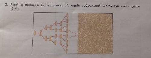 Який із процесів життєдіяльності бактерій зображено? Обґрунтуй свою думку. ​