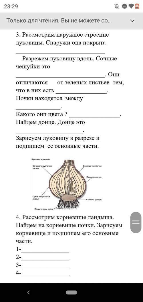 решить.Тлт человек который мне решиь с клубнями реши это