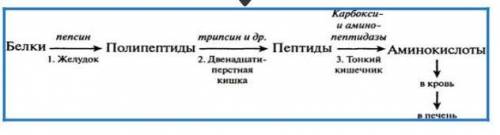 11. (а) Объясните приведенную ниже схему​