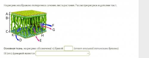 Основная ткань поперечного сечения листа и её функция?