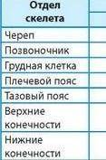 (ТАБЛИЦА Анатомические сходства и различия скелета человека и гориллы.1) Сходства...2) Различия...​