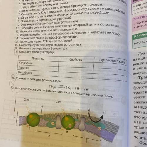 20) Назовите все элементы фотосинтетического аппарата на рисунке ниже За ответы такого типа: «я не з