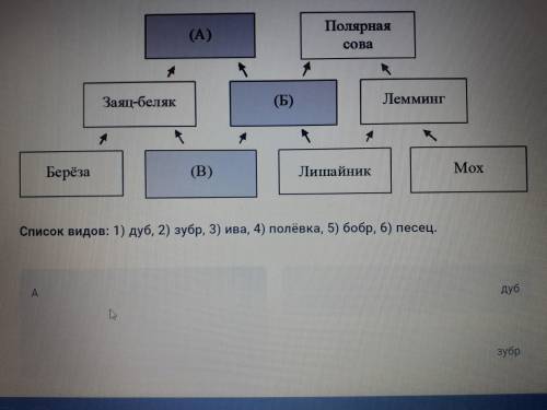 Очень Экология, схема тропической сети