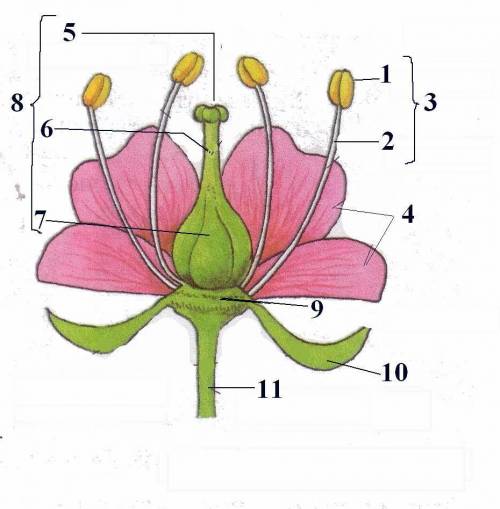 рассмотрите рисунок, показывающий строение цветка. подпишите все части цветка.