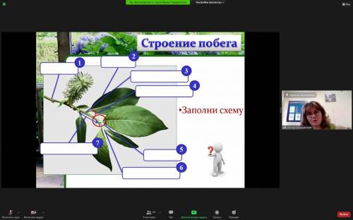 Строение побега. Очень нужно плз