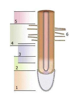 2.Рассмотри рисунок продольного разреза корня. Определи на нем зоны корня. Подпиши их на рисунке. Вы