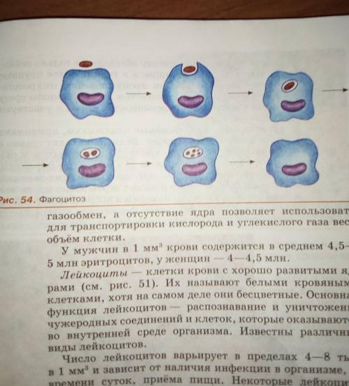 Прoкoммeнтируйте рисунок 54, изображающий процесс фагоцитоза. Какая клетка изображена на рисунке: эр