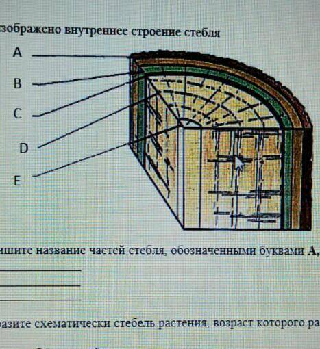 Выберите три верно обозначенные подписи к рисунку на котором изображено строение стебля