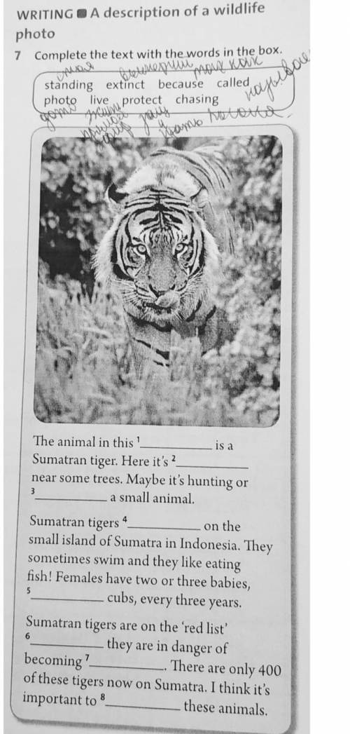 WRITING A description of a wildlife photo 7 Complete the text with the words in the box. standing ex