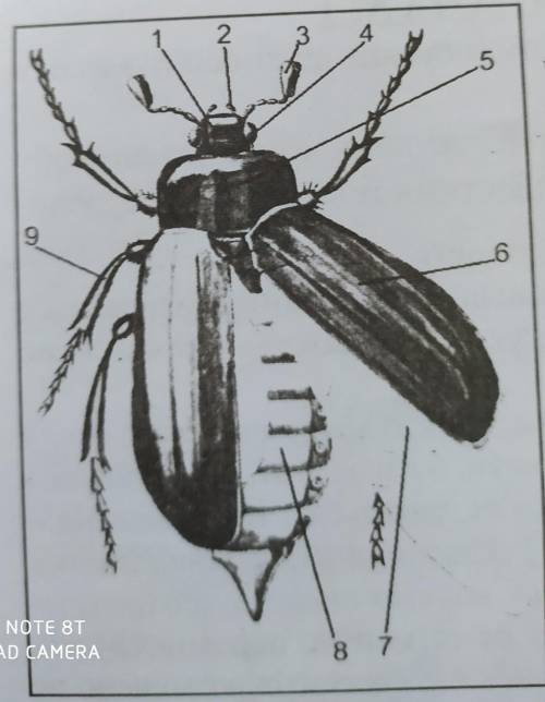 Встановіть за малюнком, якічастини та окремі органи травневогохруща позначені цифрами 1- 9?​