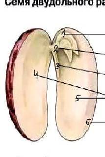 Как образуются семена и какое у них строение ​