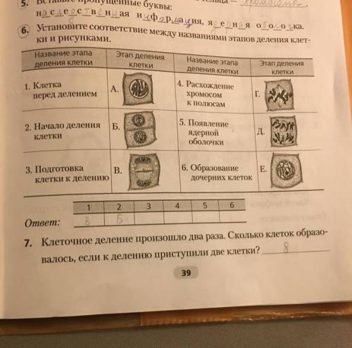 Еня ооока. 6. Установите соответствие между названиями этапов деления клет- ки и рисунками. хание? Н