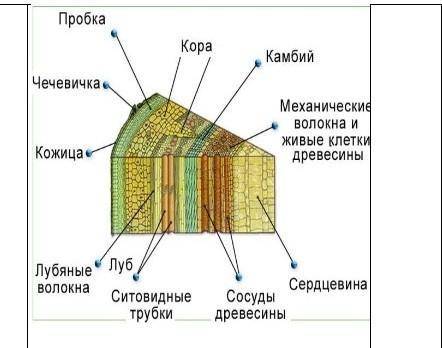 Задания исследовать внутреннее строение стебля и корня. описывать взаимосвязь строения стебля и корн