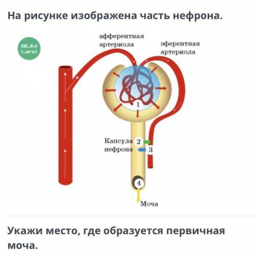 На рисунке изображена часть нефрона укажите место где образуется первичная моча Выбери цифру 1 2 3