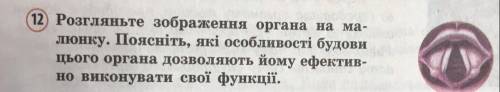 Поясніть,які особливості будови цього органа дозволяють йому ефективно виконувати свої функціі