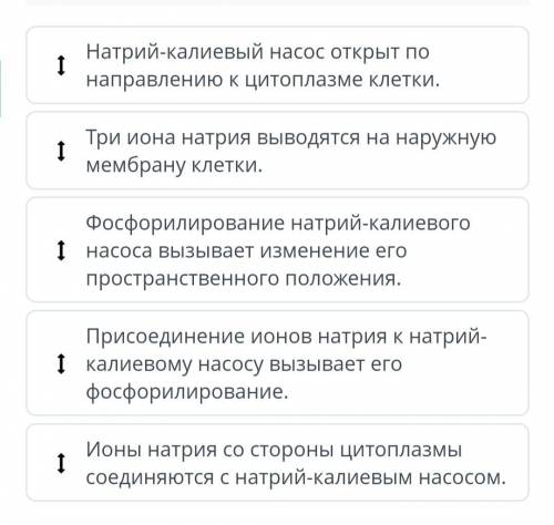 Используя схему работы натрий-калиевого насоса, расположи в правильной последовательности этапы его