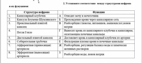 Установите соответствие между стркутурами нефрона и их фунуциями