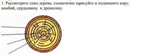 1. Рассмотрите спил дерева, схематично зарисуйте и подпишите кору, камбий, сердцевину и древесину​