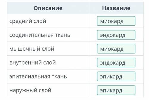 Соотнеси описание слоев сердца с их названием​