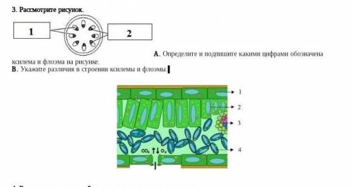 Посмотрите рисунок ксилема и флоэма на рисунке Определите и Подпишите какими цифрами обозначены б Ук