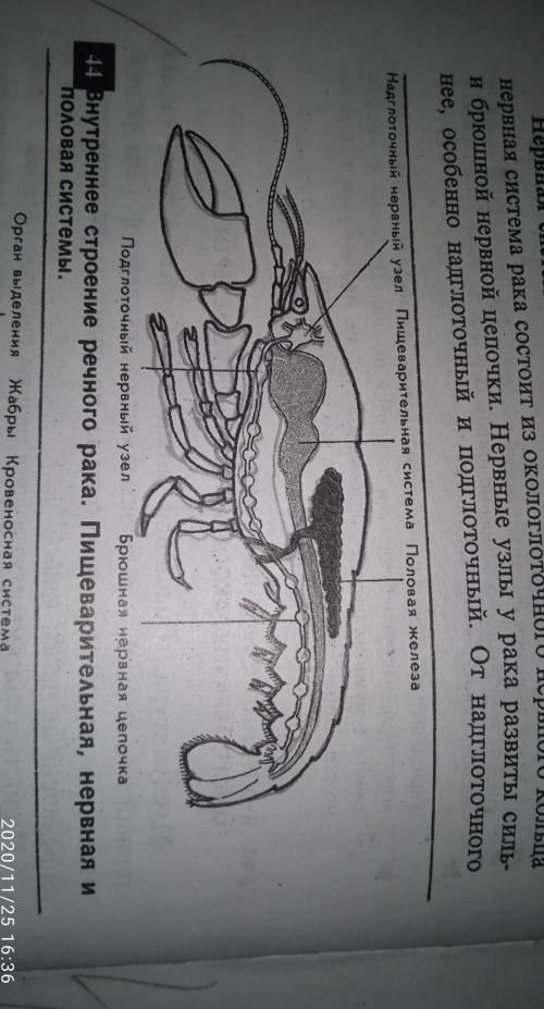 Краткий конспект на тему внутреннее строение речного рака пищеварительная, нервная, и половая систем
