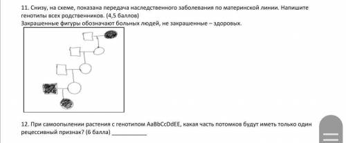 11. Снизу, на схеме, показана передача наследственного заболевания по материнской линии. Напишите ге