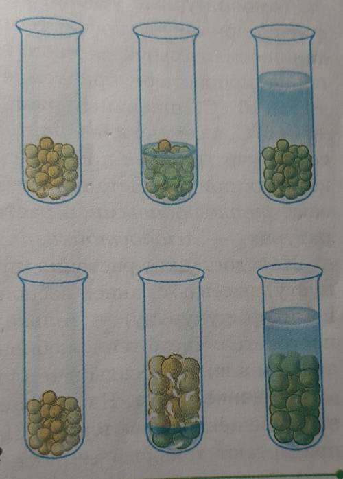 4. Рассмотрите внимательно рисунок 38. Объясните, что произо- шло с семенами гороха в каждом из трёх