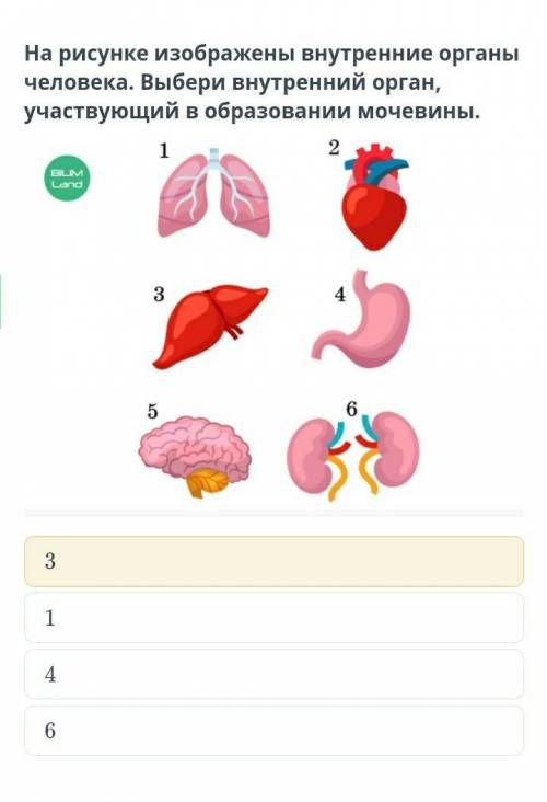 На рисунке изображены внутренние органы человека. Выбери внутренний орган, участвующий в образовании