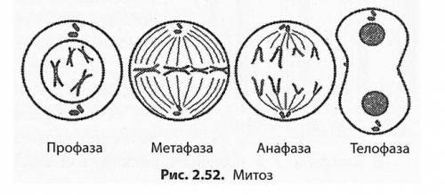5.какая фаза митоза происходит на рисунке. что происходит в эту фазу 6. поясните термины:мономеры и