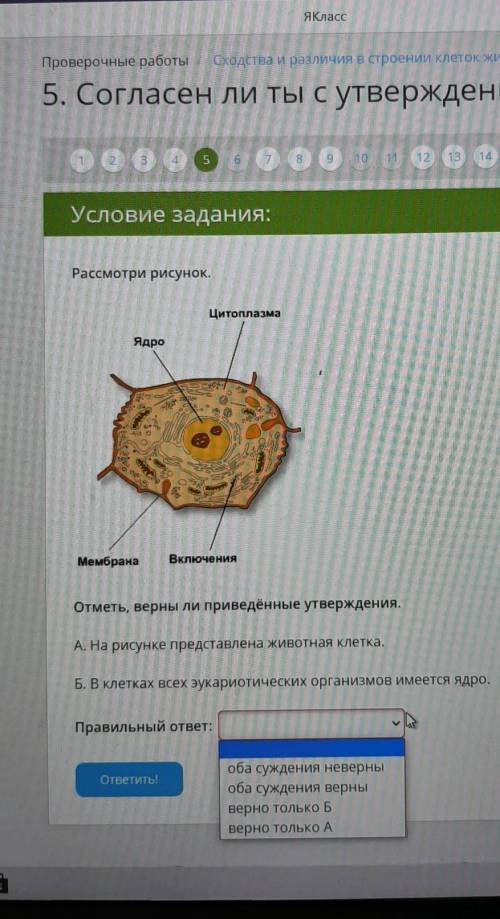 Какой ответ правильный? Хелп