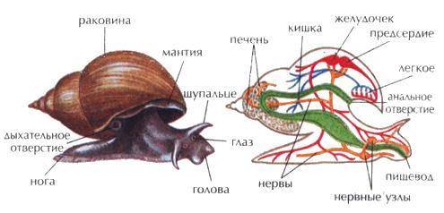 Что находится у прудовика в кровеносной системе, посередине предсердия и легкого?