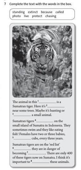 Complete the text with the words in the box The animal in thisis aSumatran tiger. Here it's ?near s