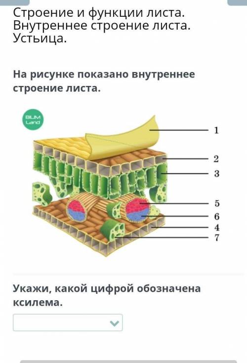 На рисунке показано внутреннее строение листа. Укажи, какой цифрой обозначена ксилема. при нужно​