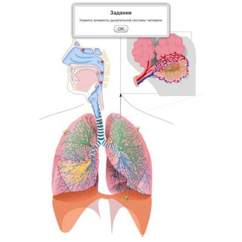 Укажите элементы дыхательной системы человека