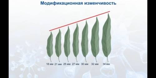 Найдите размах модификационной изменчивости - норму реакции, укажите минимальное и максимальное знач