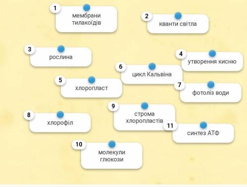 Розставити послідовно процес фотосинтезу​