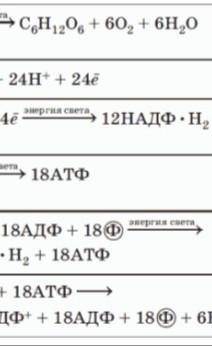 Напишите 2 формулы! Фаза светового и теневого фотосинтеза. Просто 2 формулы.