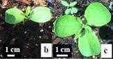 На представленной иллюстрации (из статьи Li et al., 2016, в журнале Scientific reports) изображён на