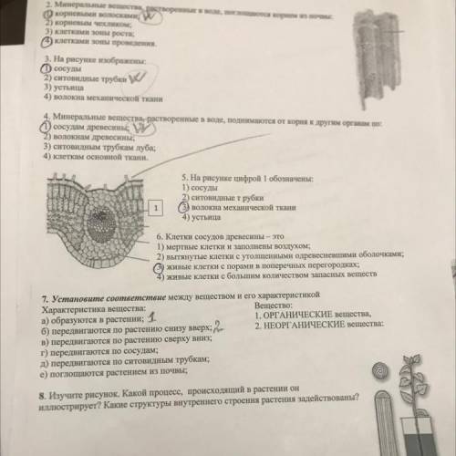 8. Изучите рисунок. Какой процесс, происходящий в растении он иллюстрирует? Какие структуры внутренн