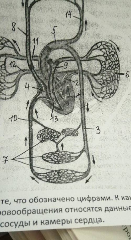 Кровообращение Что указано под. Цифрами​