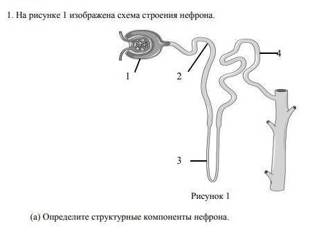 На 1 рисунке изображена часть схемы нефрона.определите структурные компоненты нефрона. ​