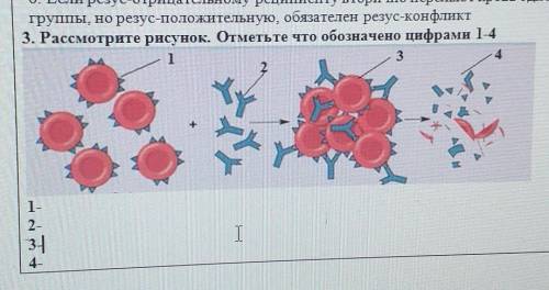 Рассмотрите рисунок. Отметьте что обозначено цифрами 1-4​