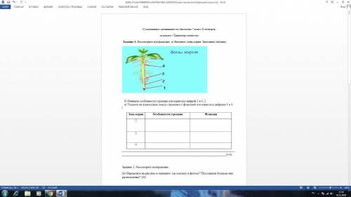 Задание 1: Рассмотрите изображение. а) Назовите зоны корня. Заполните таблицу. б) Опишите особенност