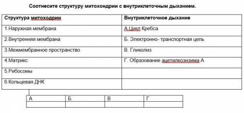 Соотнесите структуру митохондрии с внутриклеточным дыханием. Задание на изображение