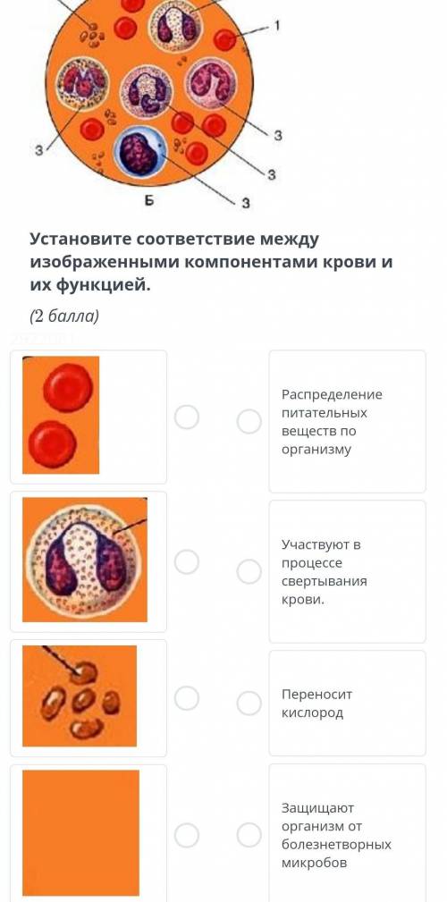 Установите соответствие между изображенными компонентов крови и их функцией ​